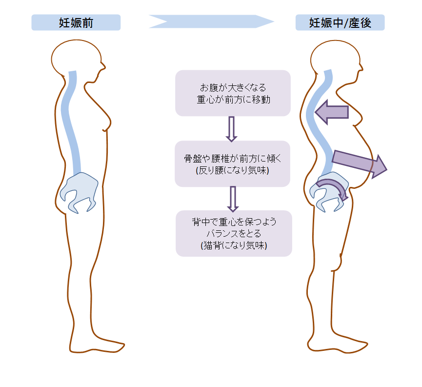 産前・産後の【腰痛】を予防・治すための【姿勢】